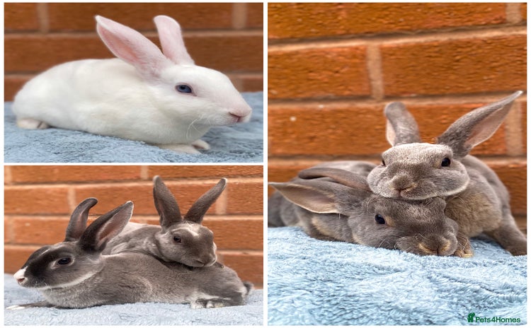 Rex rabbits - Advert 1