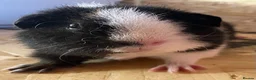Guinea Pig rodents for sale: Gorgeous pair of Teddy boys/boars/males - Advert 15