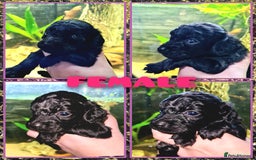 Cockapoo dogs for sale: 🐶🐾PLEASE READ THE FULL ADVERT🐾🐶 - Image 10