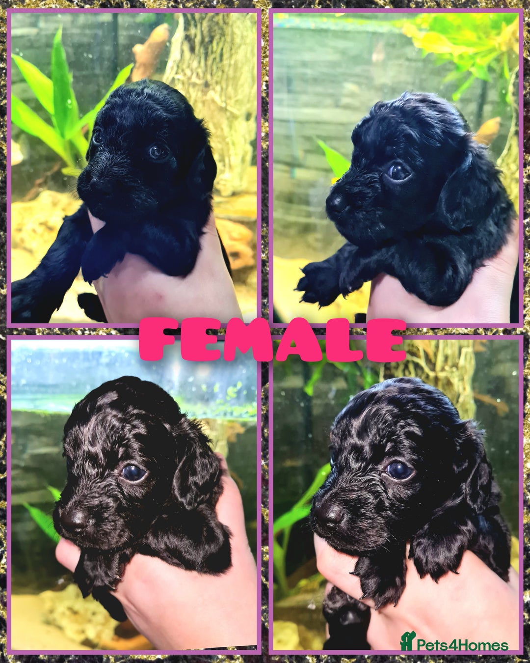 Cockapoo dogs for sale: 🐶🐾PLEASE READ THE FULL ADVERT🐾🐶 - Image 10