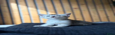 Abyssinian silver tipped Girl 