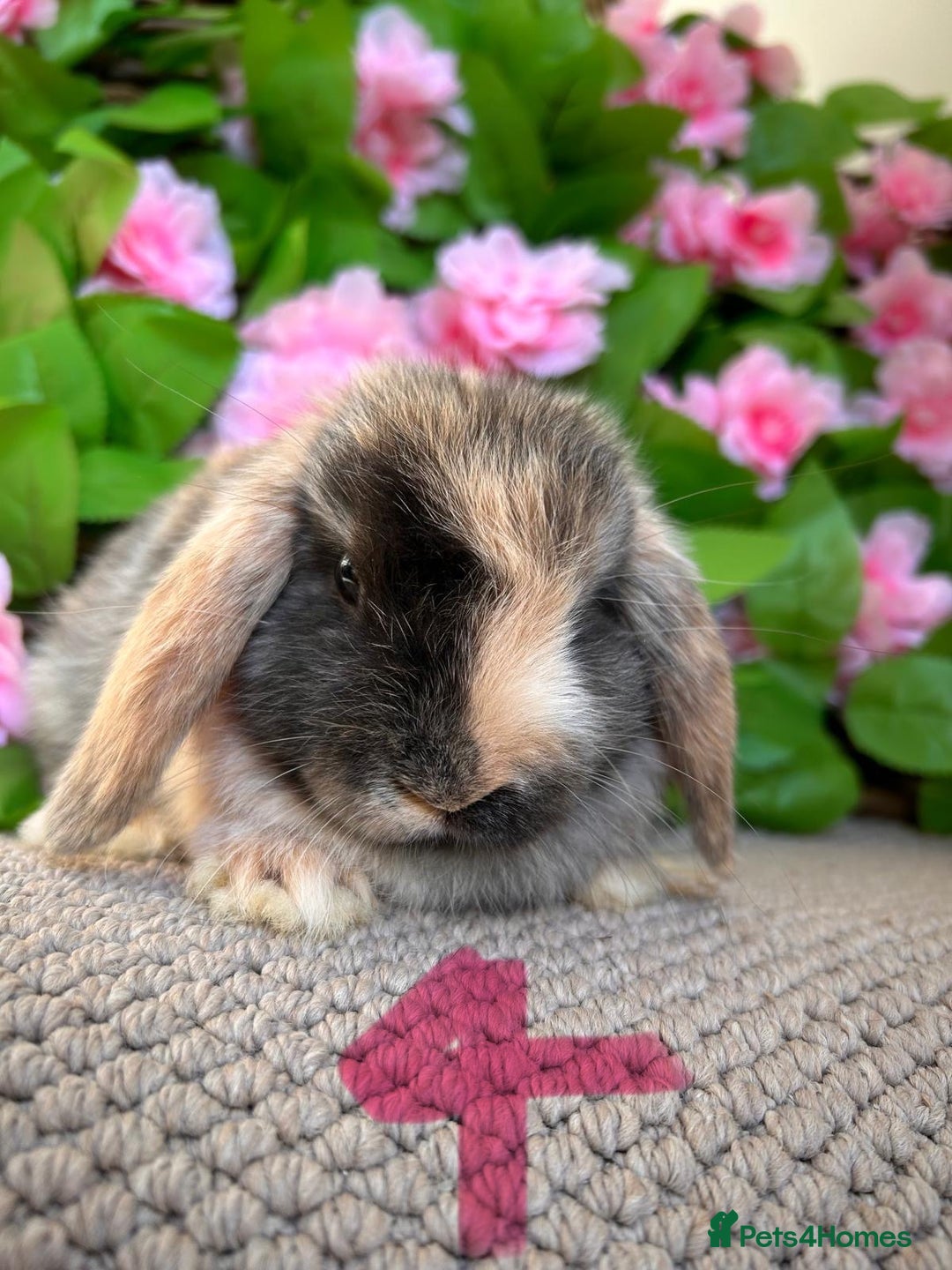 Mini Lop rabbits for sale: Mini lops  7 weeks old - Image 7