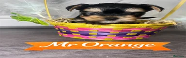 Yorkshire Terrier Puppy Mr Orange 