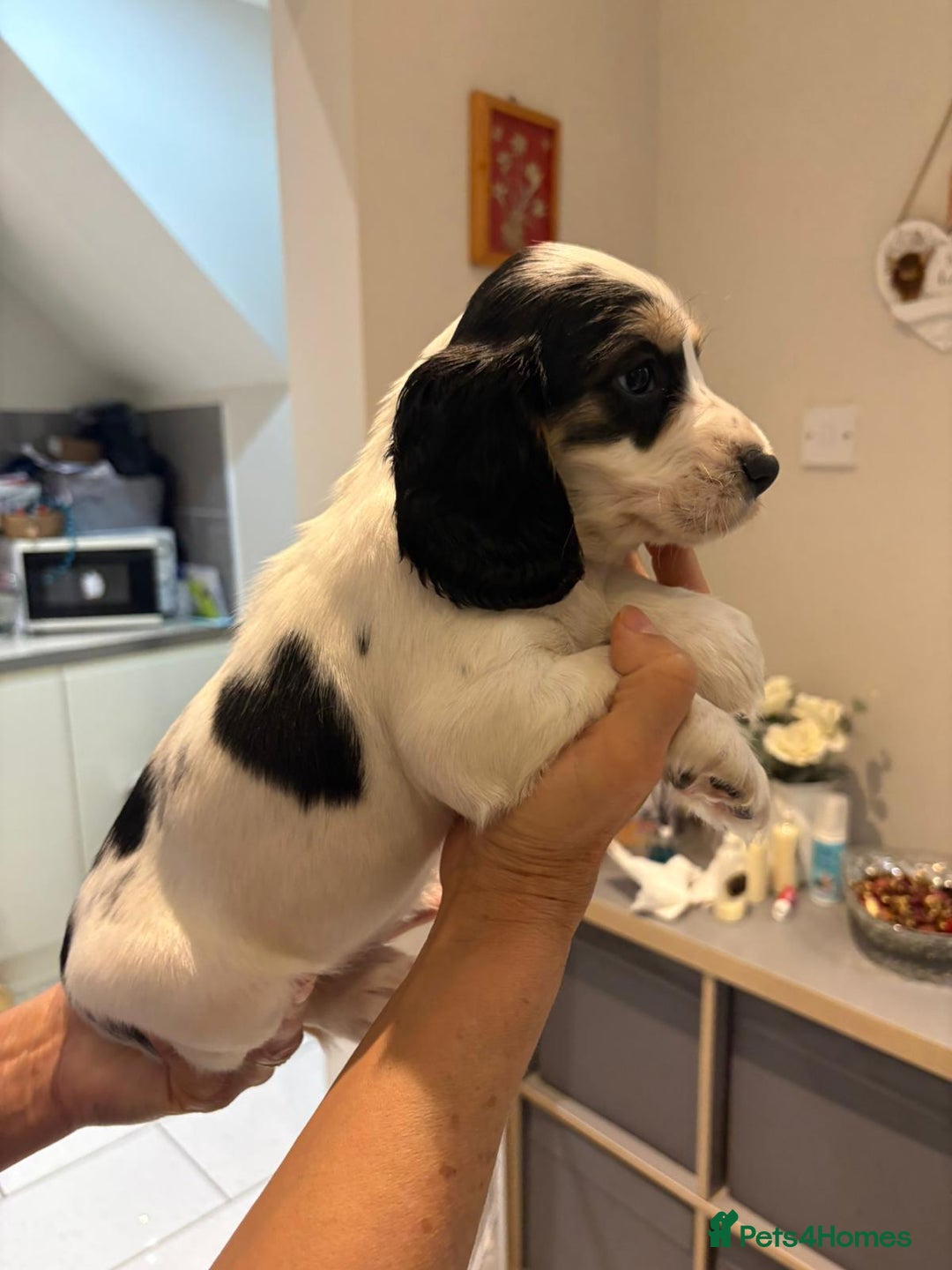 Cocker Spaniel dogs for sale: Pure show type KC reg DNA health test  - Advert 37