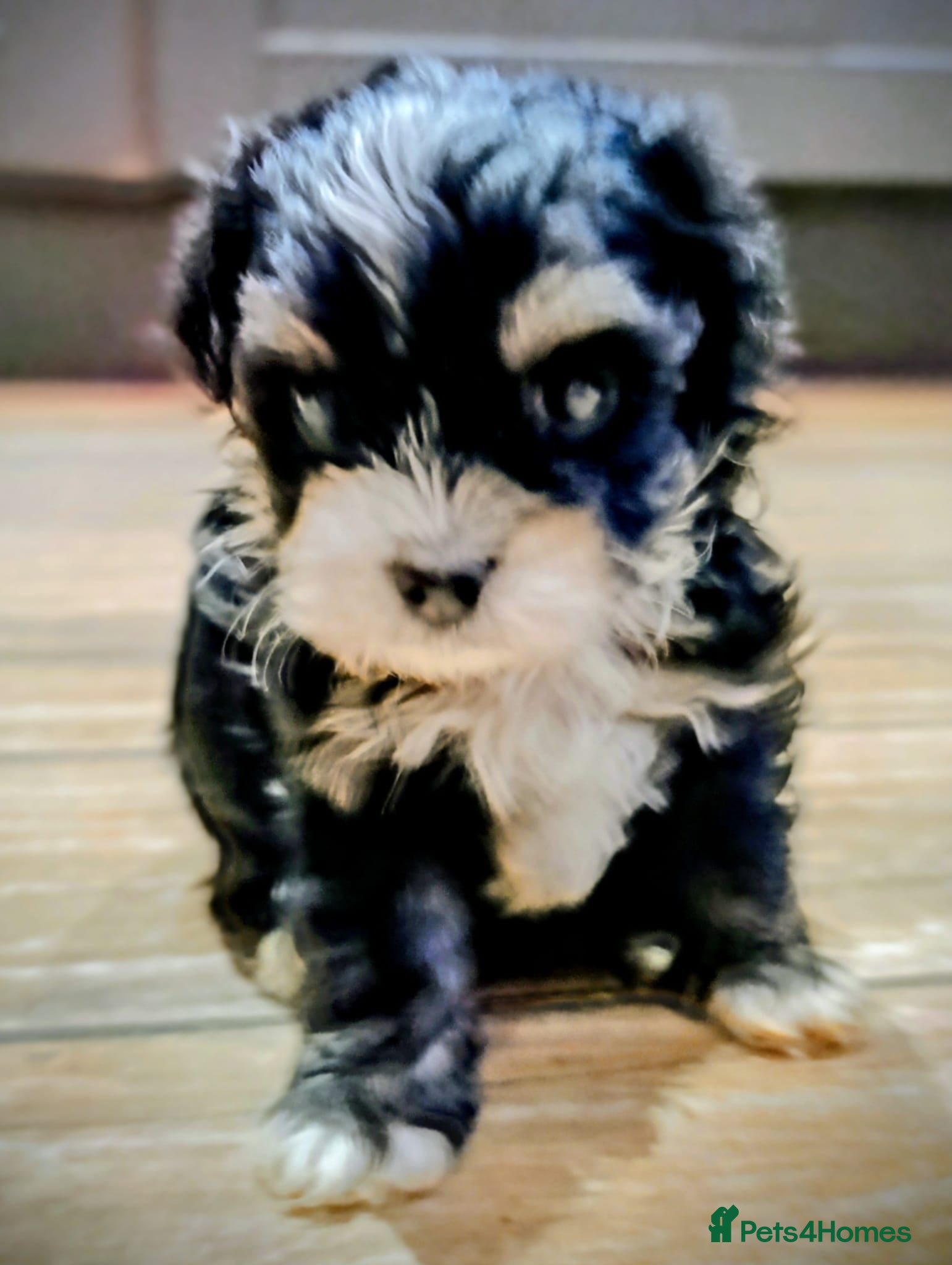 Maltipoo dogs  **  Maltipoo Puppies – Cuteness Overload! ✨ - Advert 3