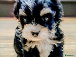 Maltipoo dogs ** Maltipoo Puppies – Cuteness Overload! ✨ - Advert 3