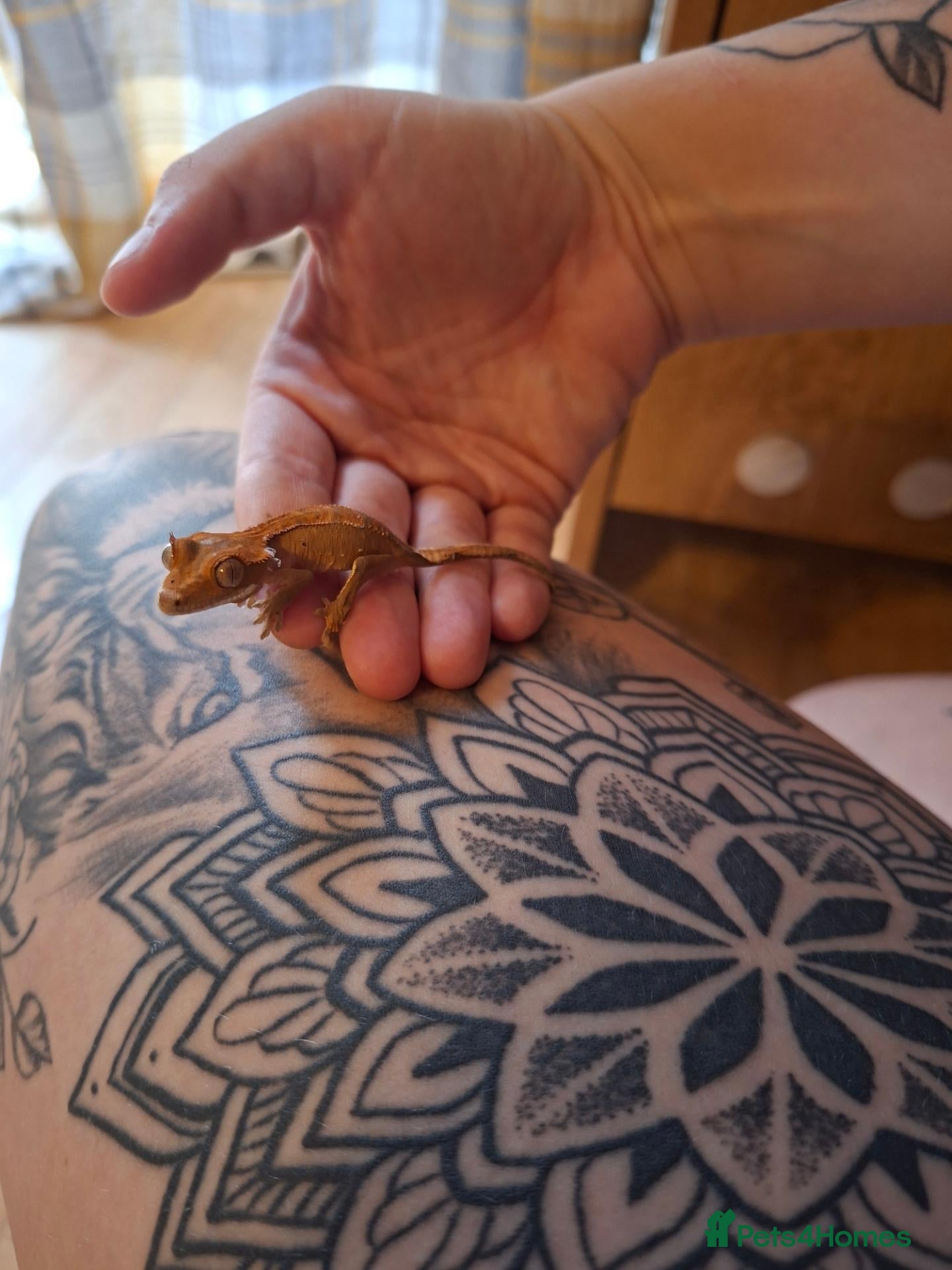 Gecko reptiles Baby crested gecko  - Advert 16