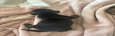 Miniature Dachshund 2
