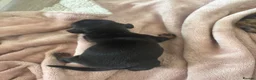 Miniature Dachshund dogs for sale: 7 miniature dachshunds available  in Droitwich - Advert 6