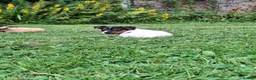 Jack Russell dogs for sale: Jack Russell pups  - Advert 14