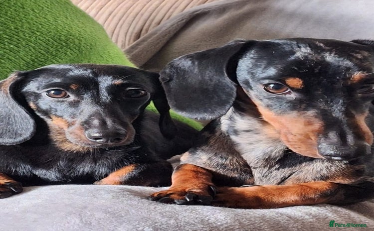 Miniature Dachshund dogs - Advert 3