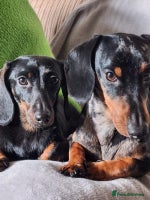 Miniature Dachshund dogs Miniature Dachshunds Puppies - Advert 11