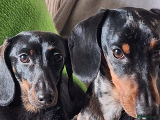 Miniature Dachshund dogs - Advert 3