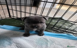 Staffordshire Bull Terrier dogs for sale: Beautiful Blue Staffs KC Registered - Image 4