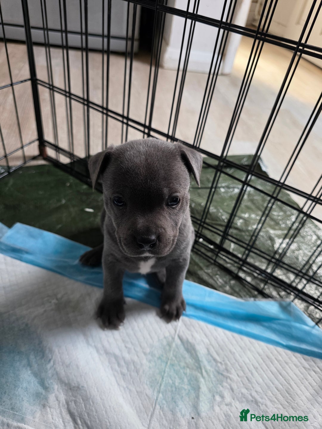 Staffordshire Bull Terrier dogs for sale: Beautiful Blue Staffs KC Registered - Image 4