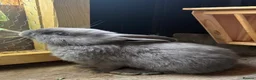 Mini Lop rabbits for sale: Gorgeous Lop eared Rabbits ready 27/06/2026 - Advert 3