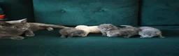 British Shorthair cats for sale: Fluffy kittens looking for loving homes!  - Advert 10