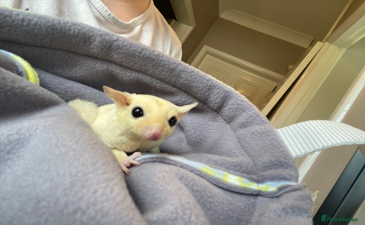 Sugar Glider rodents in Wolverhampton - Advert 1