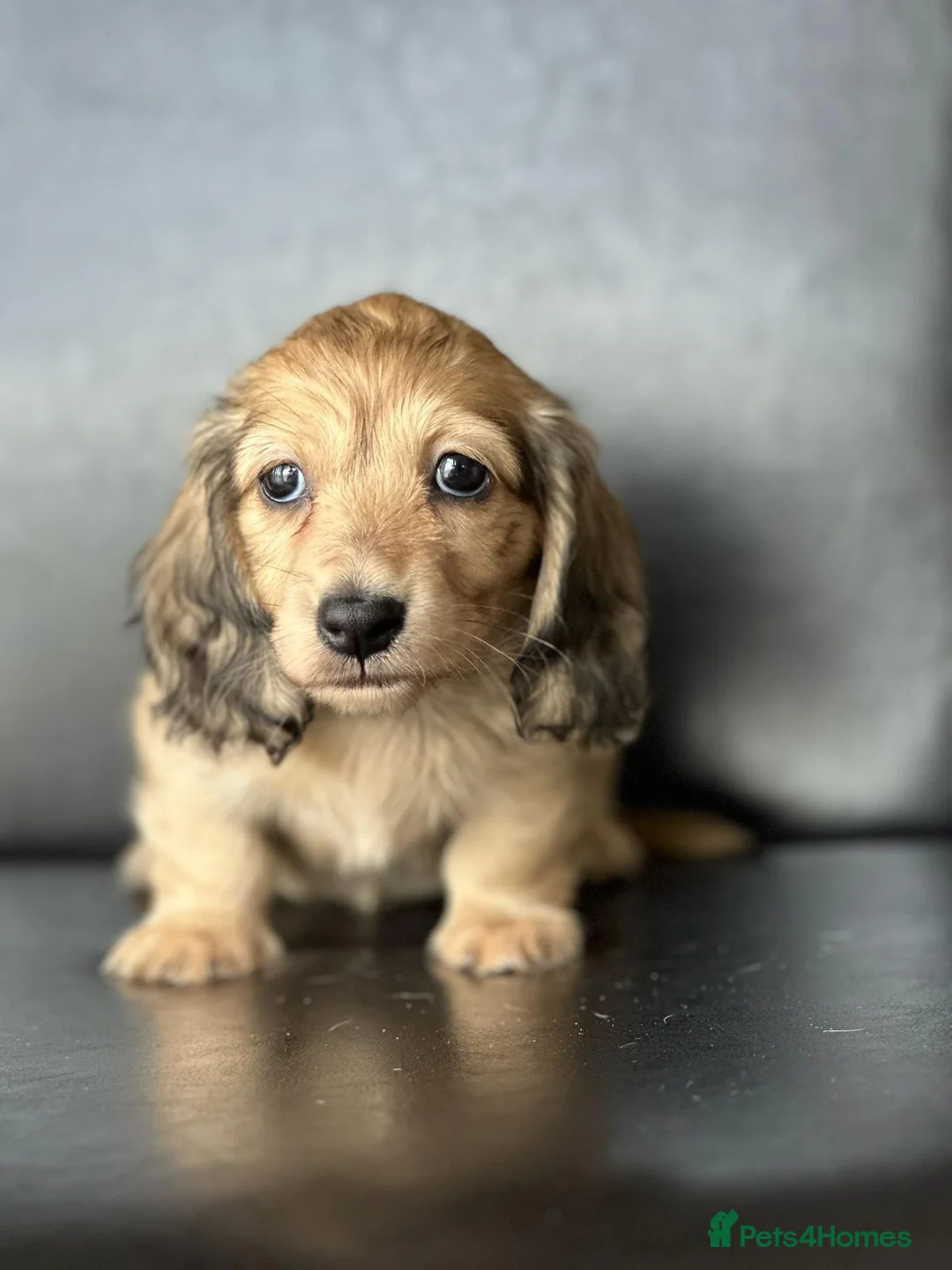Miniature Dachshund dogs for sale: Miniature longhaired dachshunds  - Advert 2
