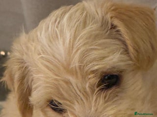 Mixed Breed dogs 🐾 Adorable Puppies Ready for Forever Homes 🐾 - Advert 15