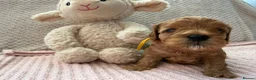 Cavapoo dogs for sale: Cavapoo girls  - Advert 23