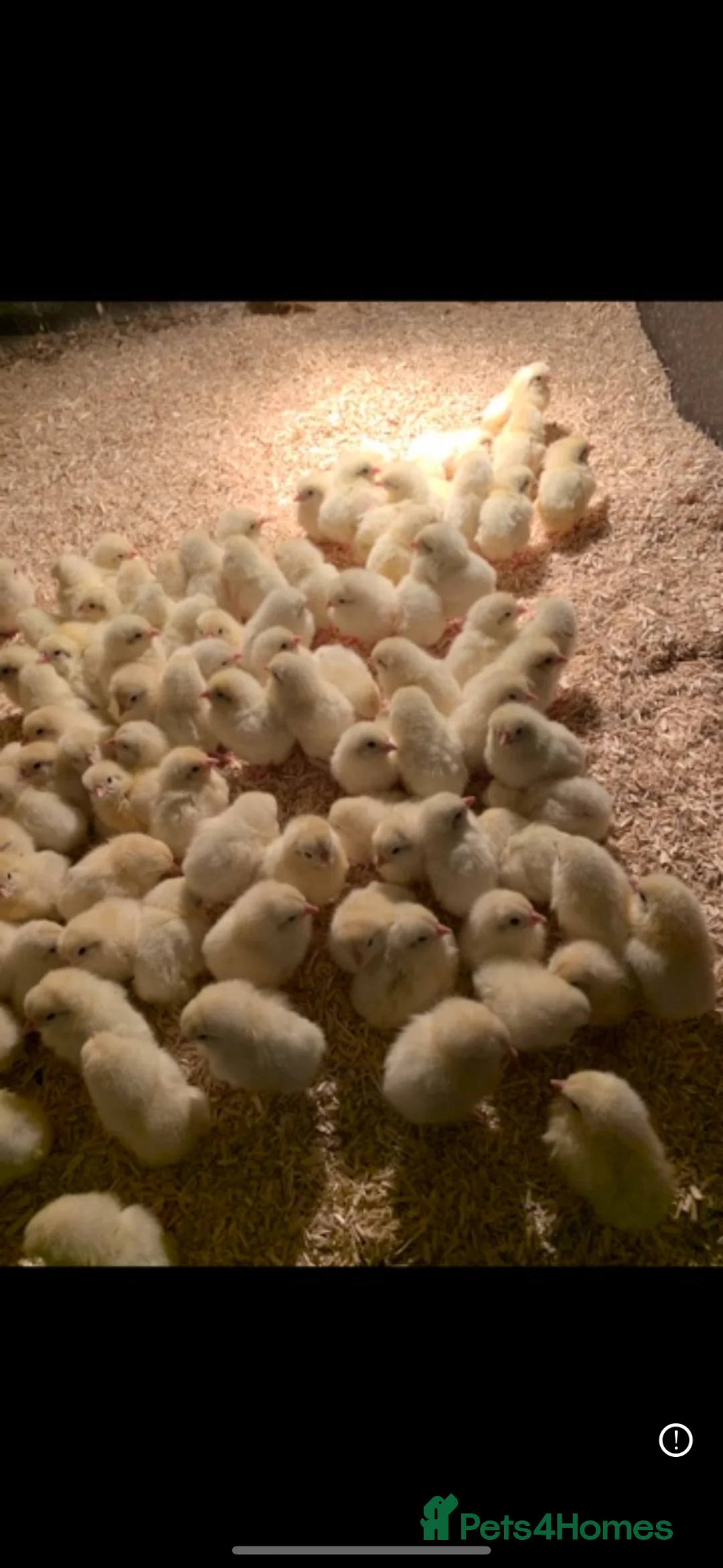 Chickens poultry for sale: Female chicks, white shell egg layers 🥚 🐥  - Advert 3