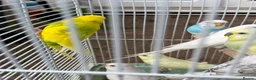 Budgerigars birds for sale: Budgies for sale in Norbury - Advert 9