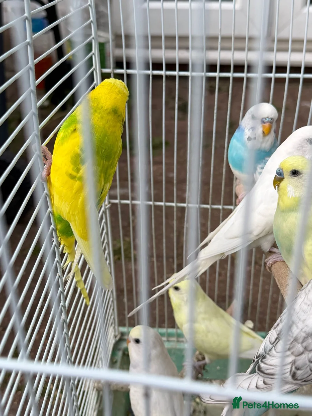 Budgerigars birds for sale: Budgies for sale in Norbury - Advert 9