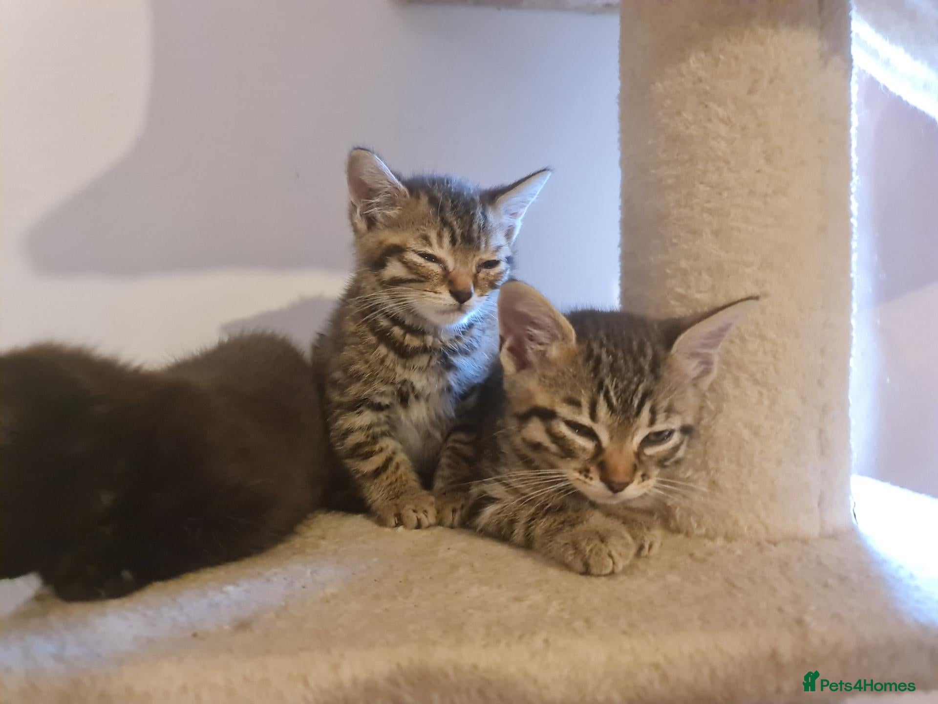 Mixed Breed cats 3 girl kittens for sale  - Advert 2