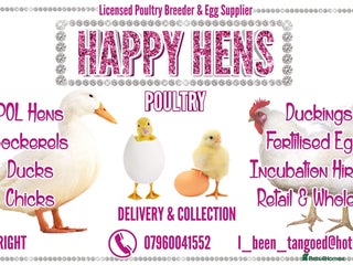 Chickens poultry - Advert 4