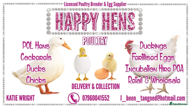 Chickens poultry - Advert 2
