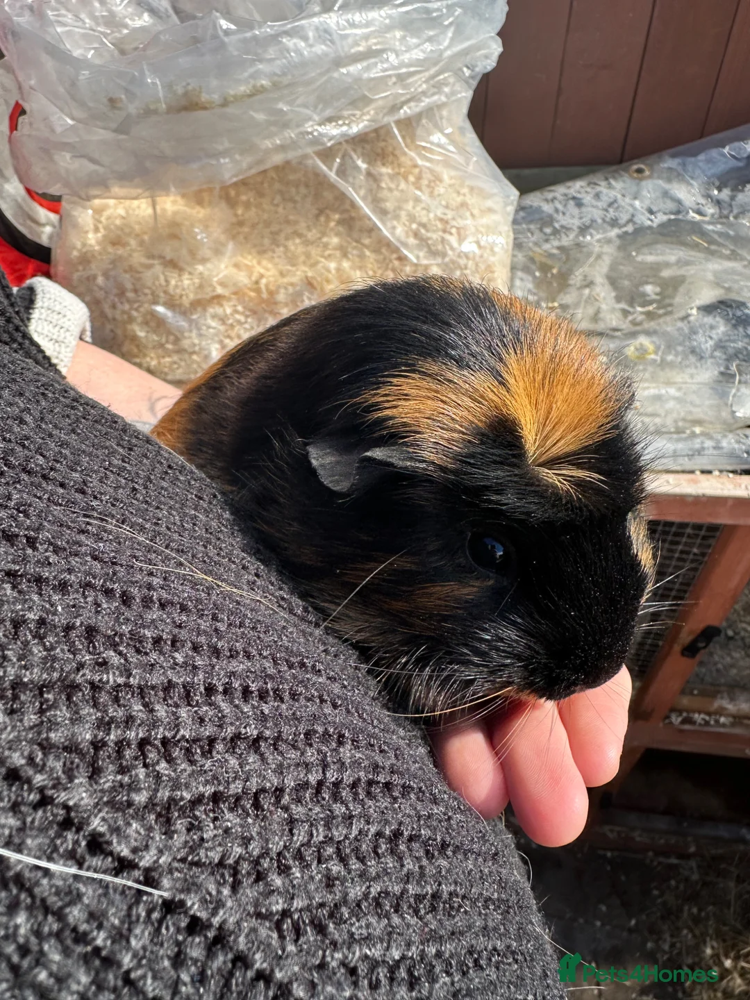 Guinea Pig rodents for sale: Female guinea pigs  - Advert 1