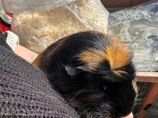 Guinea Pig rodents Female guinea pigs - Advert 2