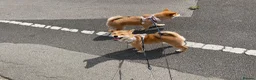 Japanese Shiba Inu dogs for sale: KC registered show quality Japanese Shiba Inu - Advert 11