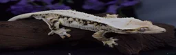 Gecko reptiles for sale: High end crested geckos - Advert 2