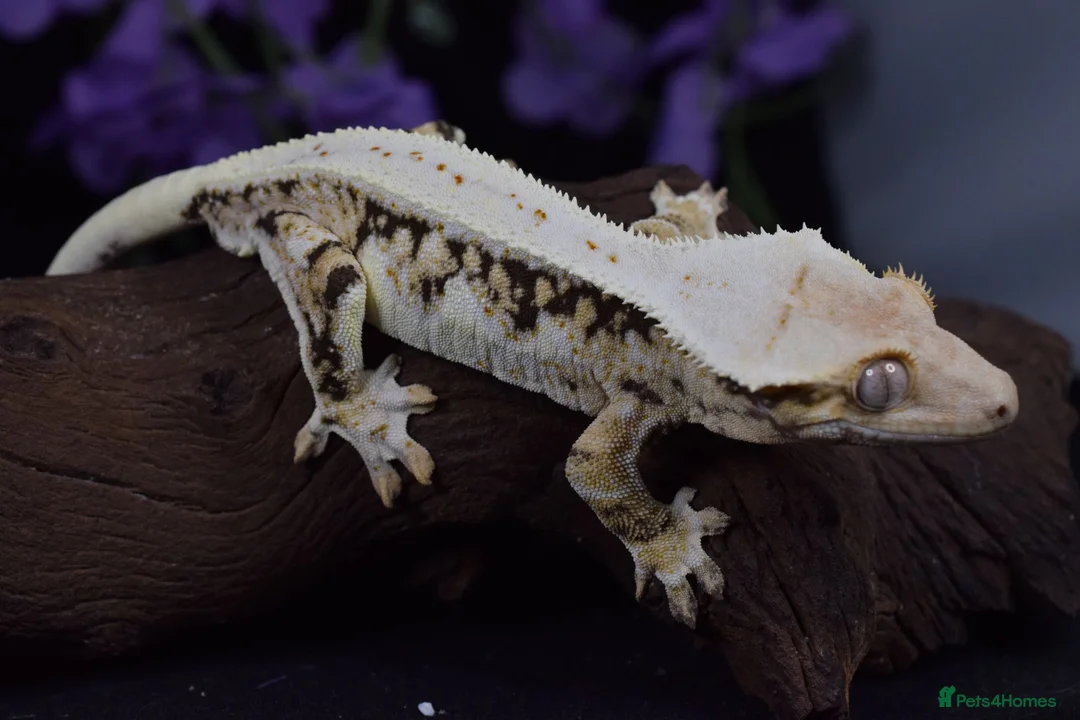 Gecko reptiles for sale: High end crested geckos - Advert 2