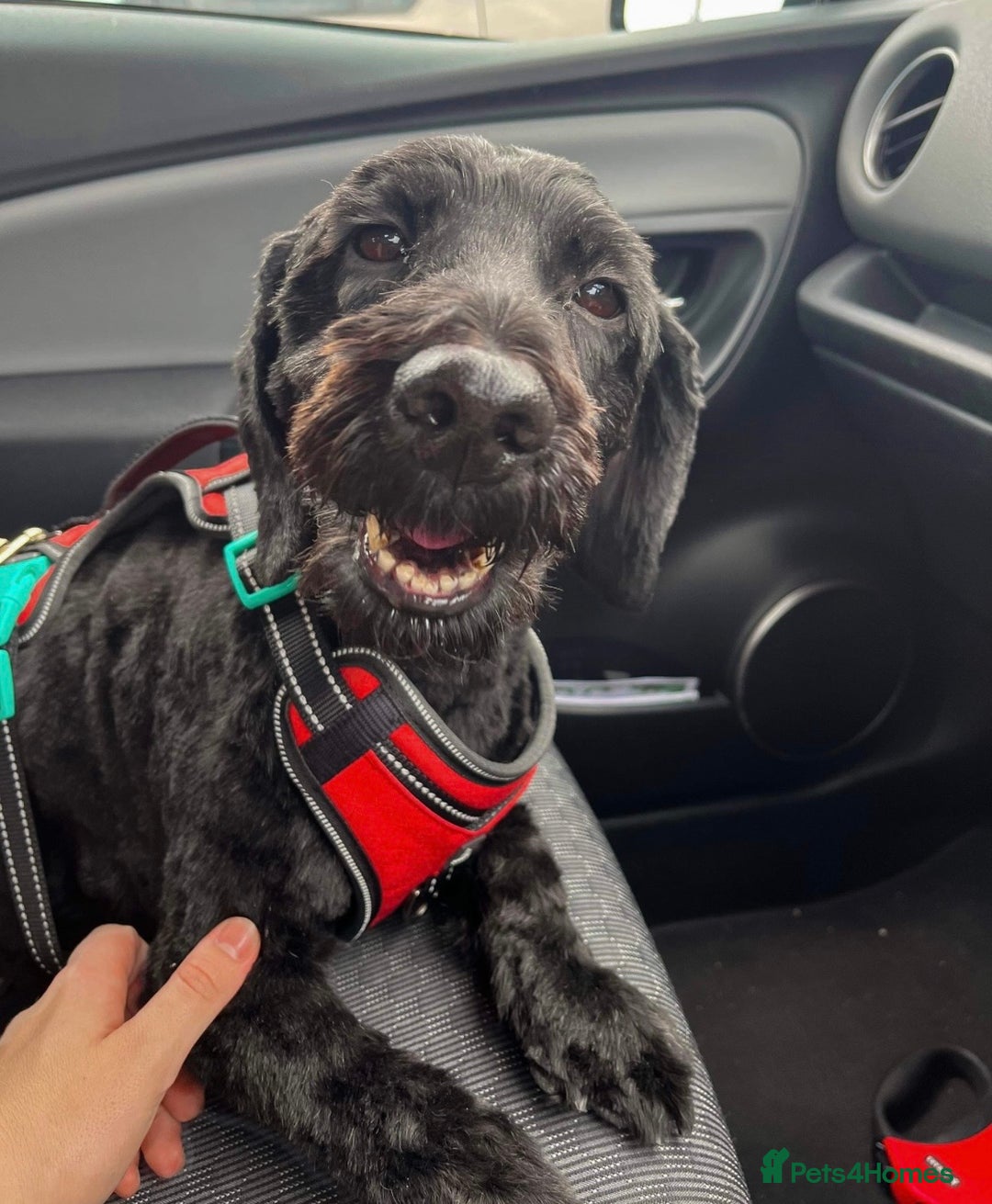 Cockapoo dogs for sale: Urgent Rehoming Cockerpoo- Adult only home - Advert 2