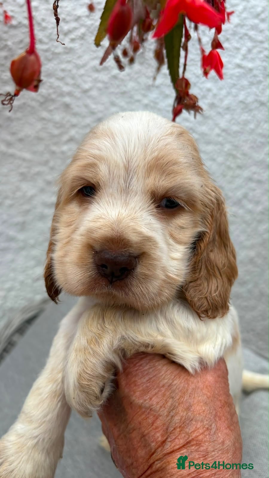 Cocker Spaniel dogs Show cocker spaniel pups - Advert 2
