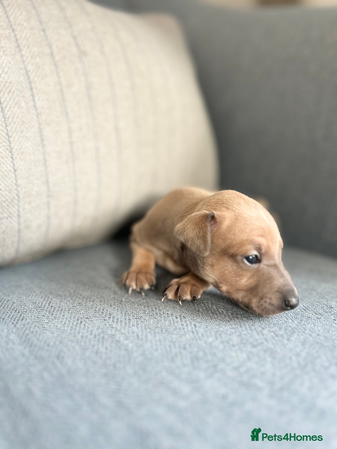 Italian Greyhound dogs for sale: 🐾Exceptional litter of KC Italian Greyhounds 🐾 - Advert 19