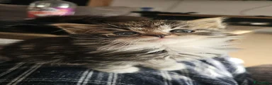 Tabby + White 