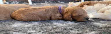 Australian Labradoodle Puppy 5