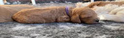 Australian Labradoodle dogs for sale: Australian Labradoodle Puppies for sale - Advert 23