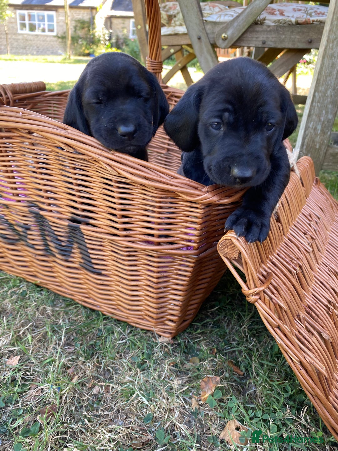 Mixed Breed dogs for sale: Italian Segugio/labrador Easter Love Affair - Image 12