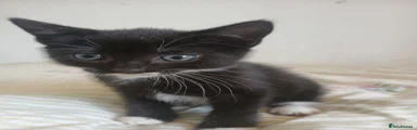 Female tuxedo