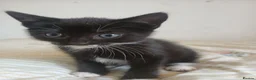 Mixed Breed cats for sale: Tuxedo/Tabby kittens 8 weeks old - Advert 13