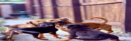 Mixed Breed dogs for sale: Beautiful Rottweiler cross staffy puppies for sale in Huddersfield - Advert 6