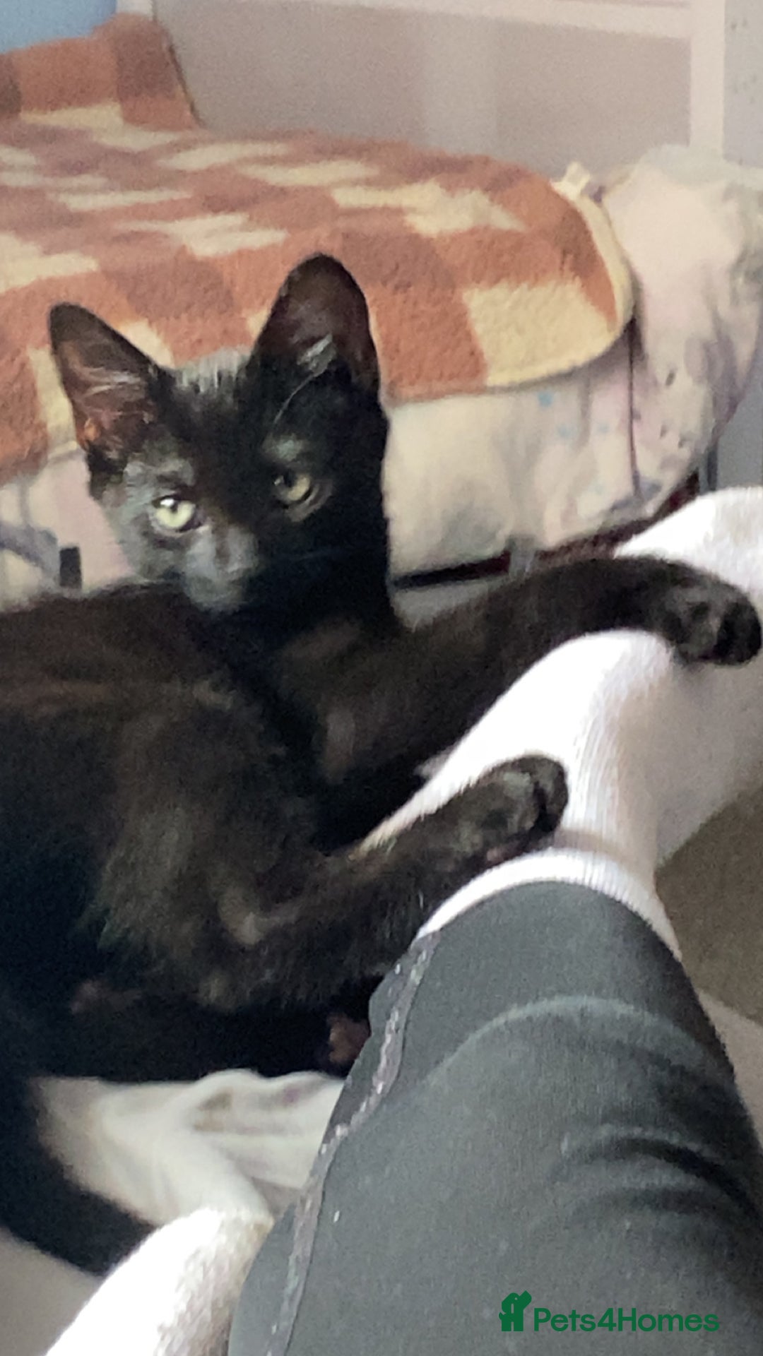Mixed Breed cats for sale: MALE KITTEN NEEDS A NEW HOME ASAP - Image 1