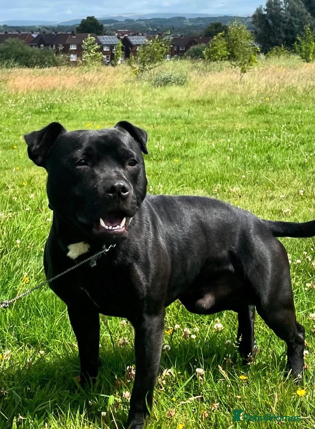 Staffordshire Bull Terrier dogs Black Eye SBT Blue staff female  - Advert 2