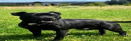 Staffordshire Bull Terrier dogs for sale: Black Eye SBT Blue staff female  in Wigan - Advert 4