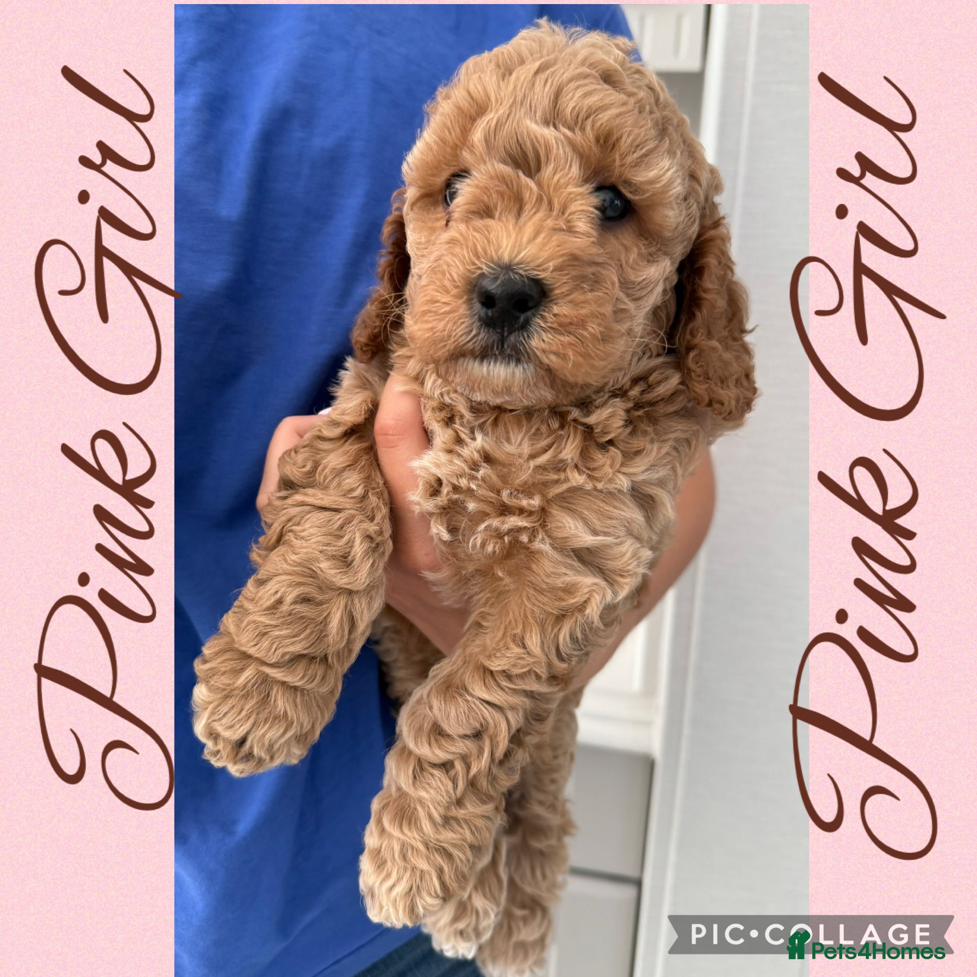 Cavapoo dogs Superior yankiedoodle American Cockerpoos🇺🇸f1b - Advert 2